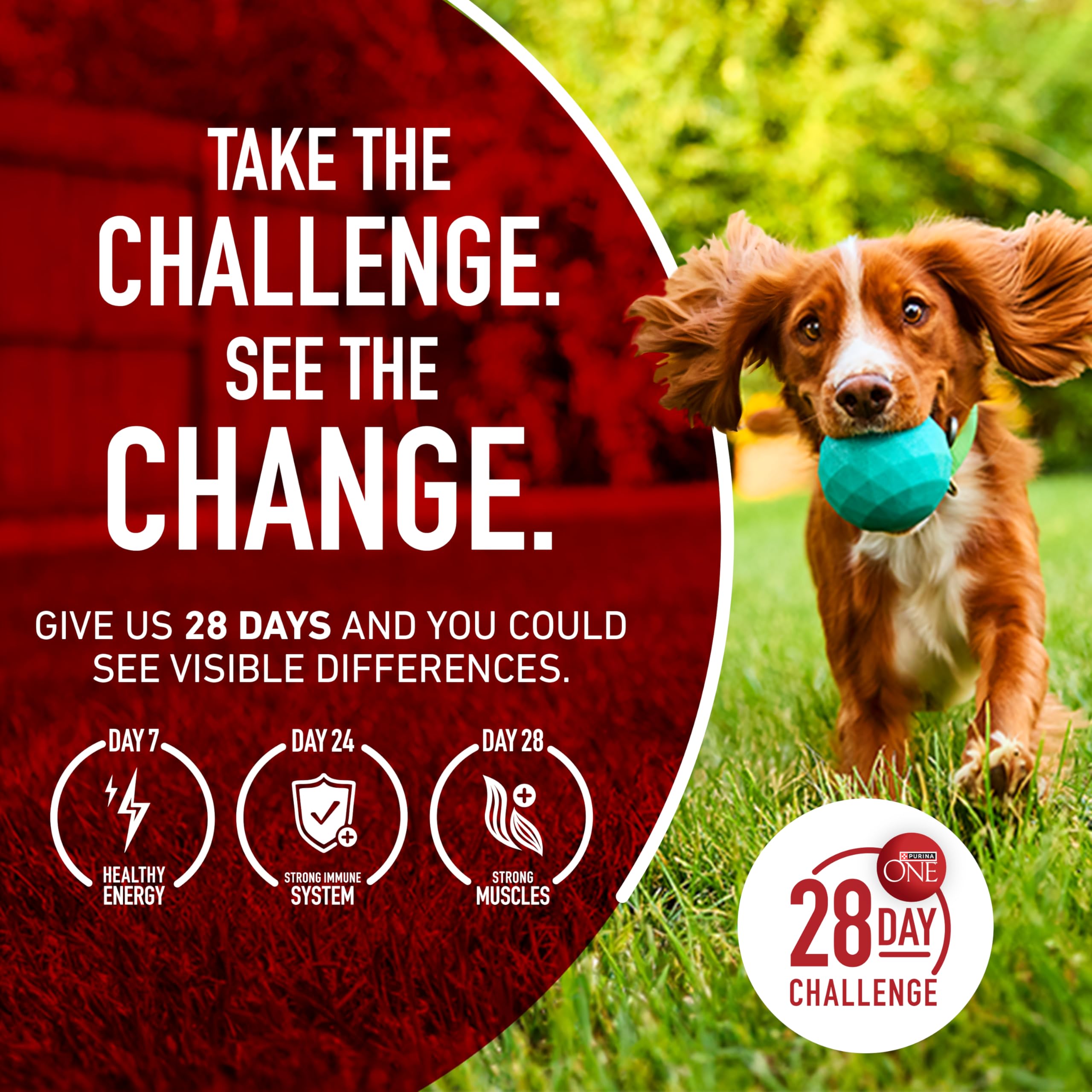 Adult dog eating Purina ONE from bowl showing satisfied appetite