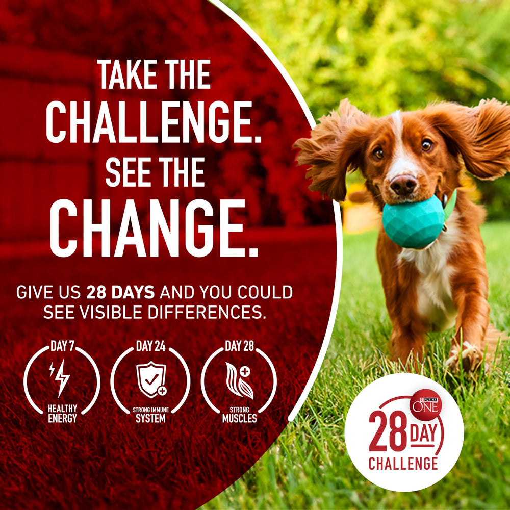 Adult dog eating Purina ONE from bowl showing satisfied appetite