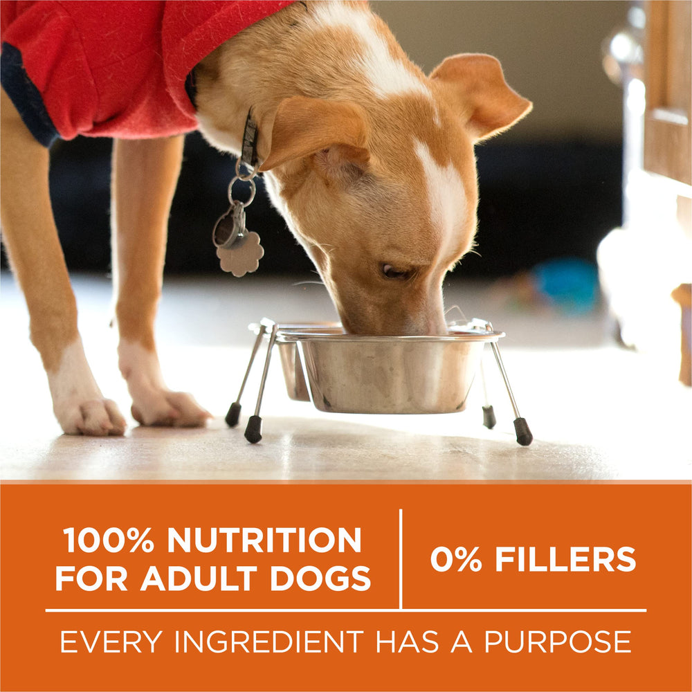Dog enjoying Purina ONE in a home setting showing enjoyment and healthy activity