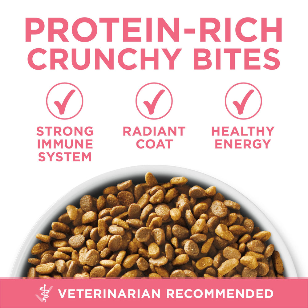 Purina ONE kibble next to ruler showing size for kitten mouths