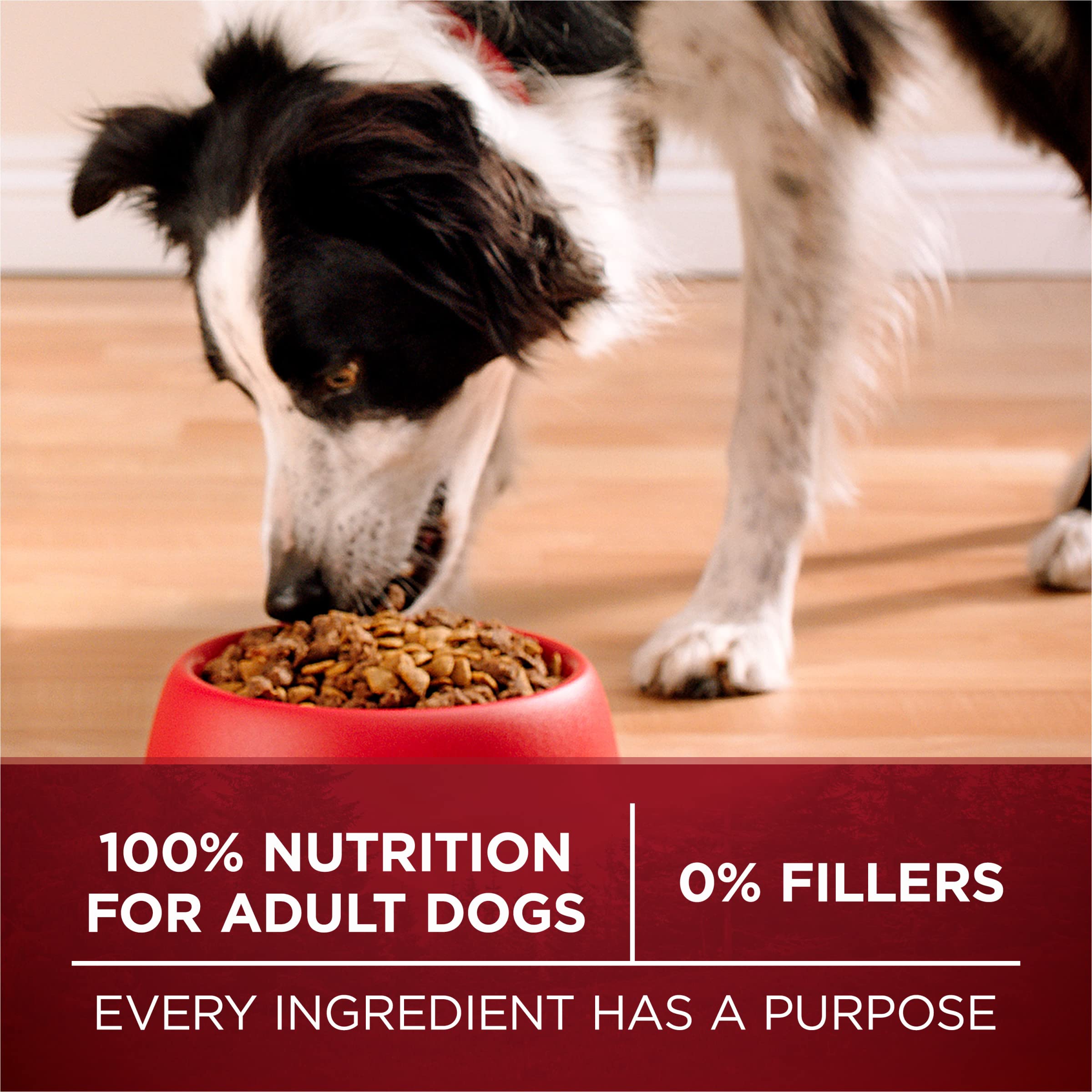 Purina ONE fresh salmon visual emphasizing real-fish protein