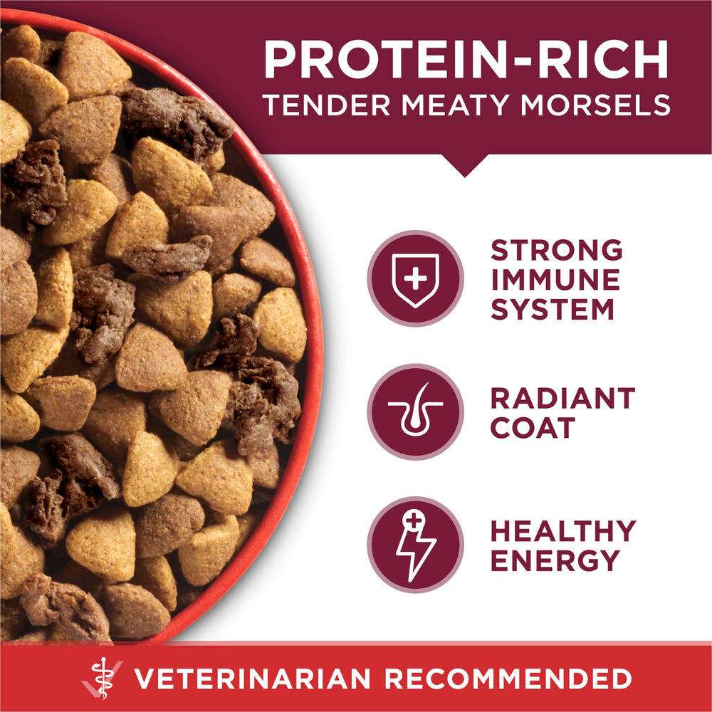 Hand holding kibble for Purina ONE to show small-bite scale