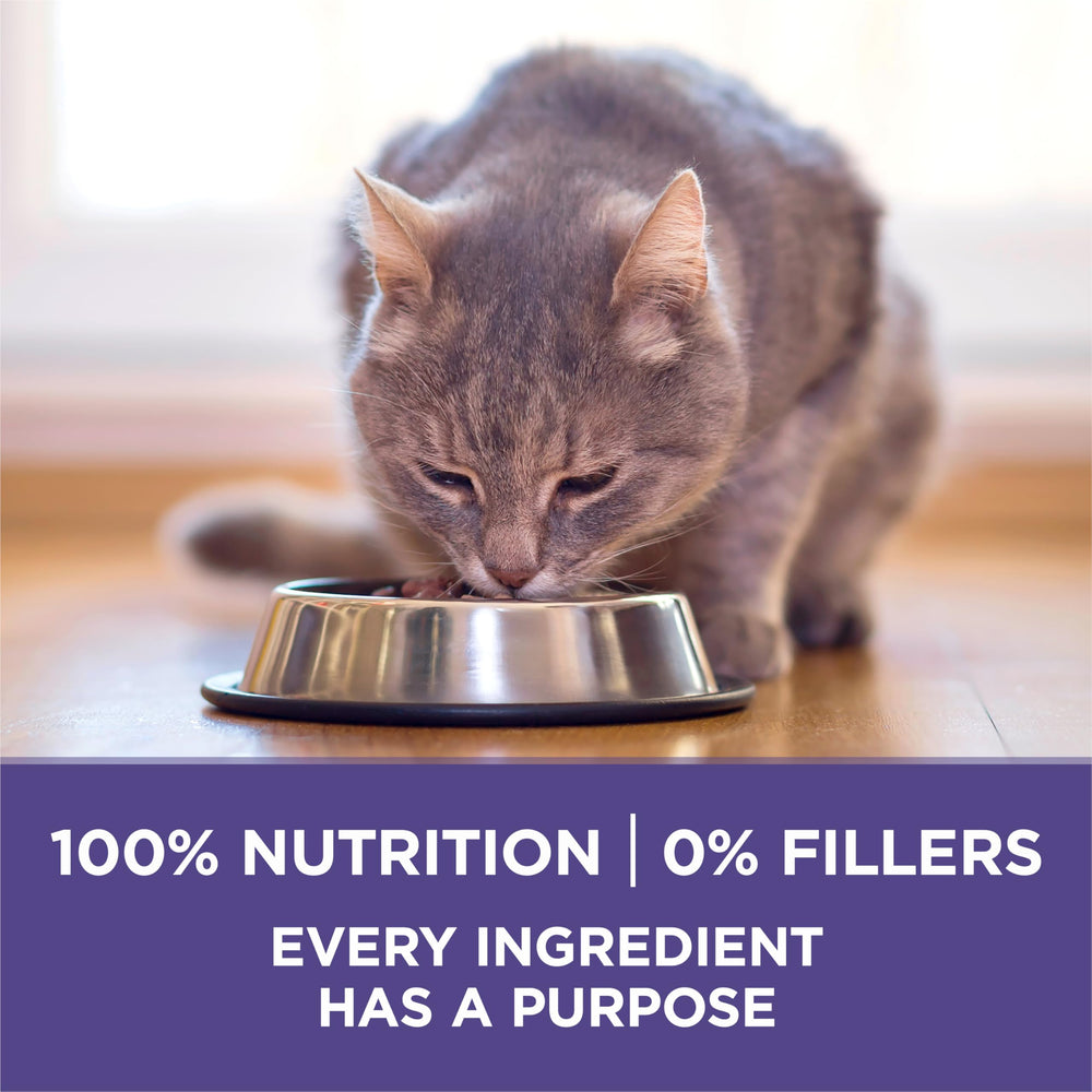 Purina ONE kibble texture close detail supporting dental abrasion benefit