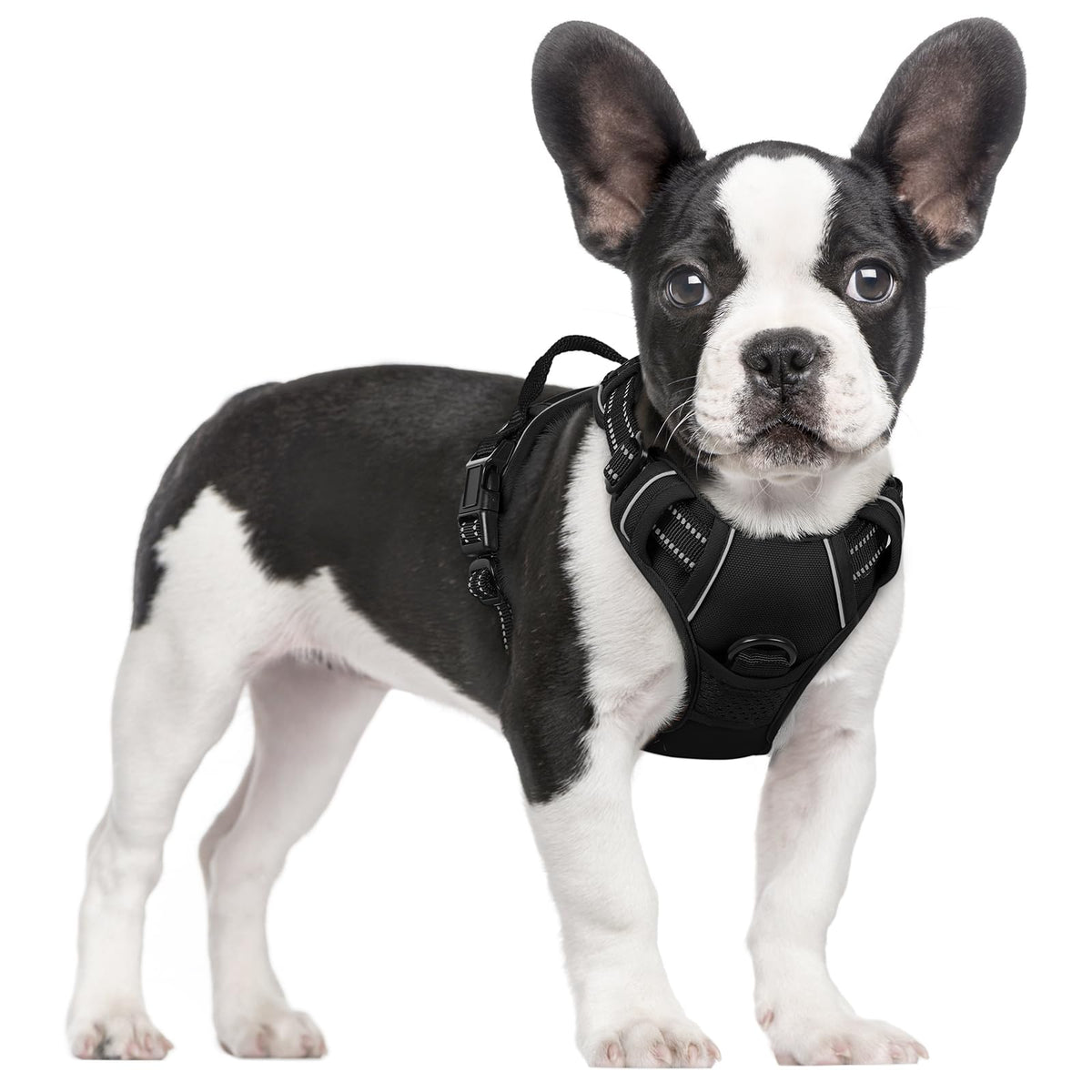 rabbitgoo front view small dog harness showing fit and control