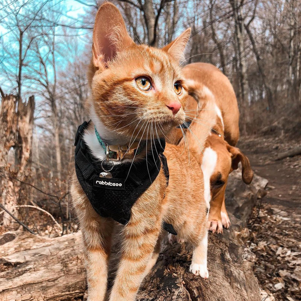 rabbitgoo package contents harness and 4.9 ft leash ready to use