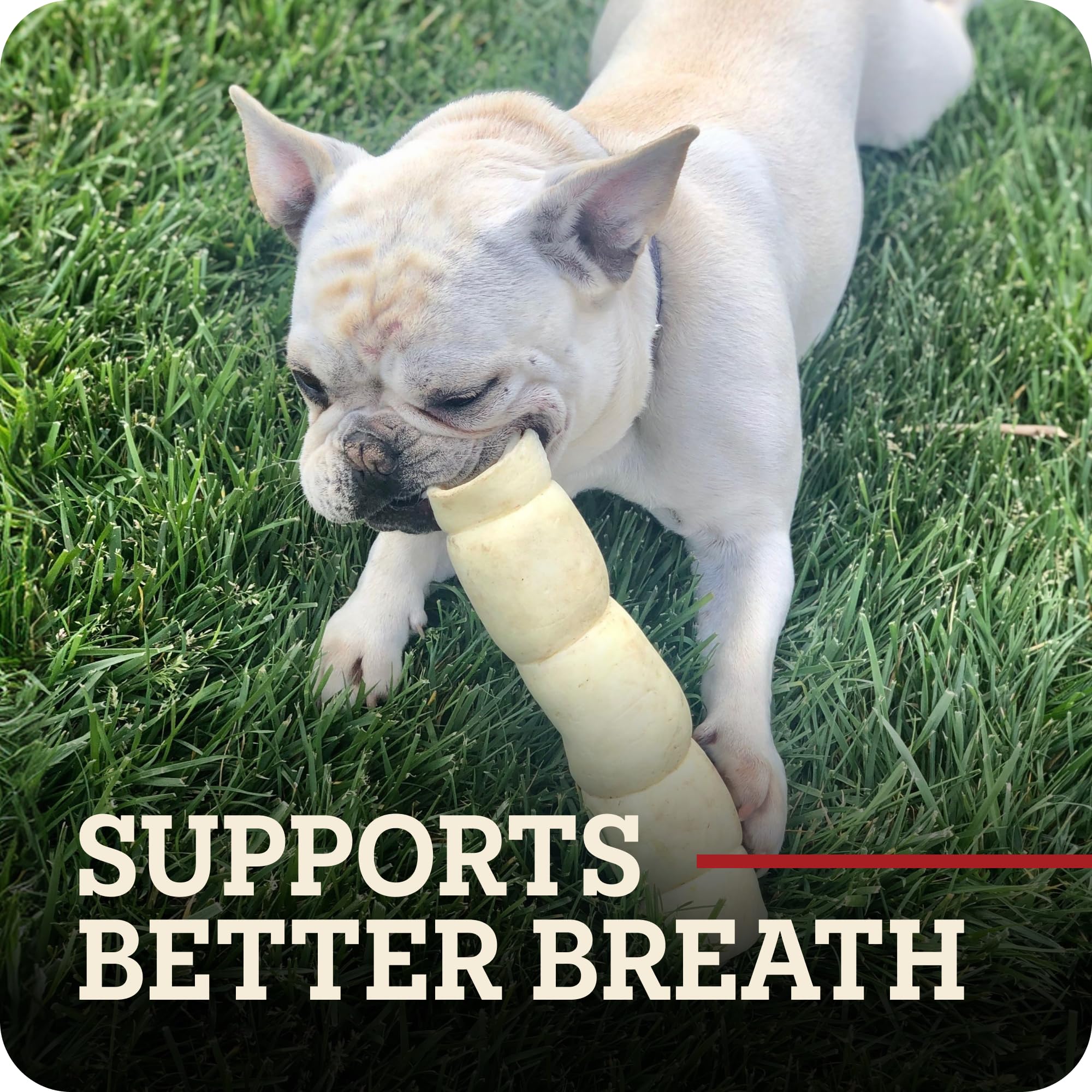 Redbarn dog chewing roll outdoors demonstrating durable engagement