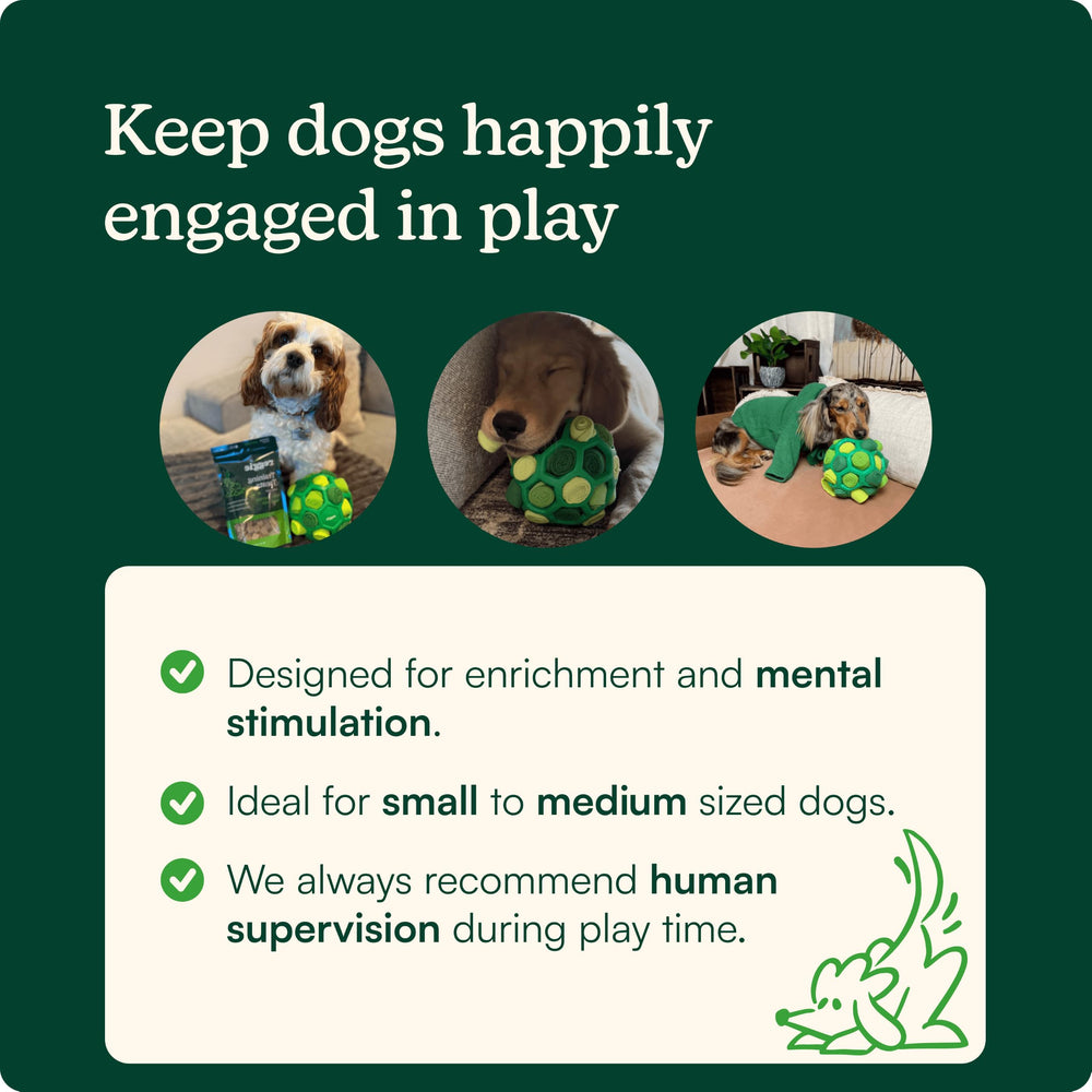 Reggie dog sniffing the snuffle ball promoting calming foraging and mental stimulation