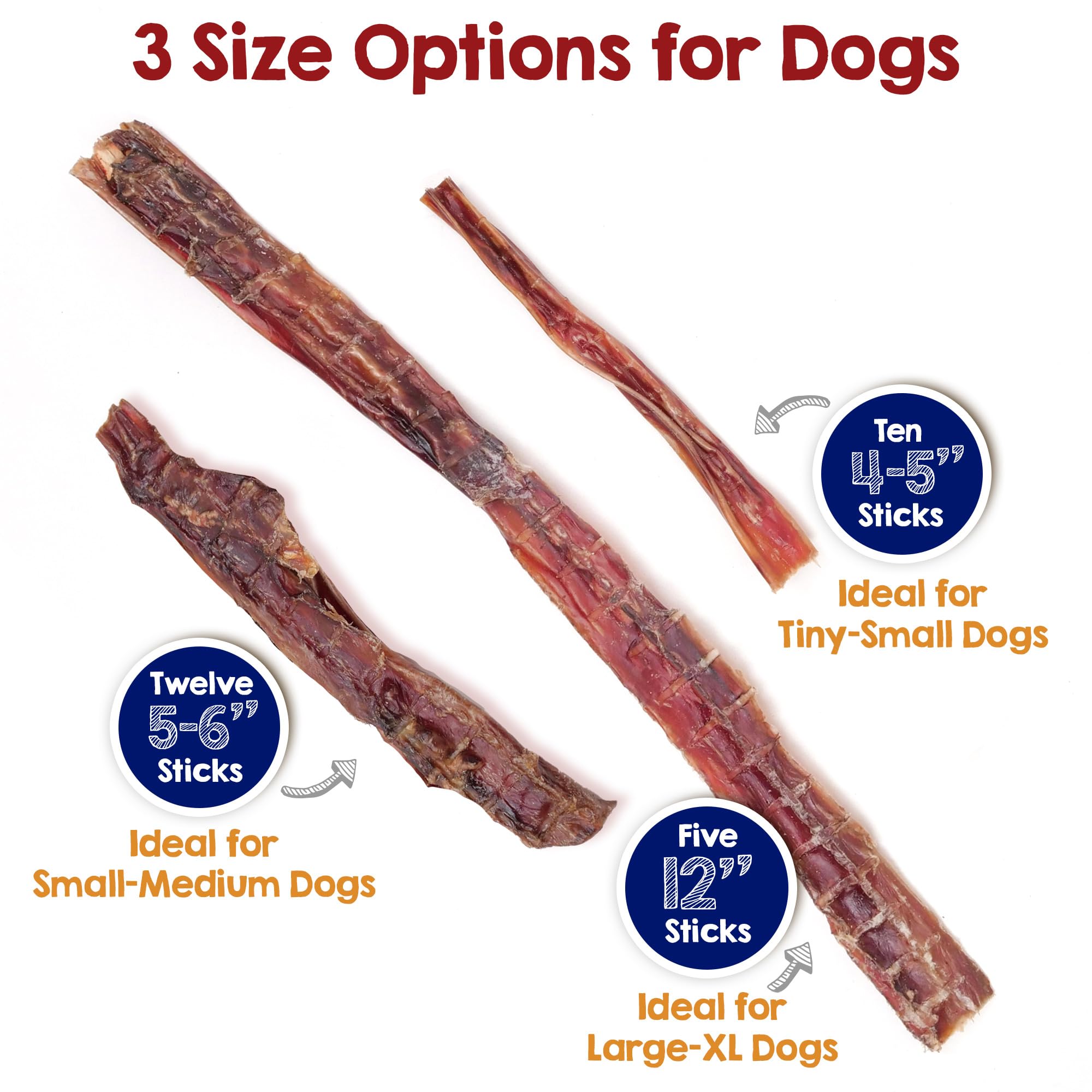 Riley's 11-12 inch scale comparison beside ruler to show proper length for large breeds