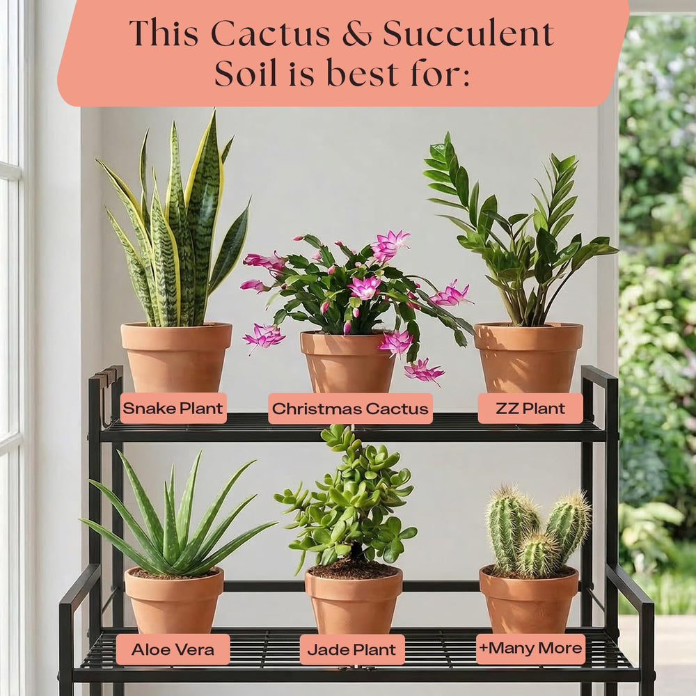 Rosy Soil used with aloe and jade plants showing healthy growth setup