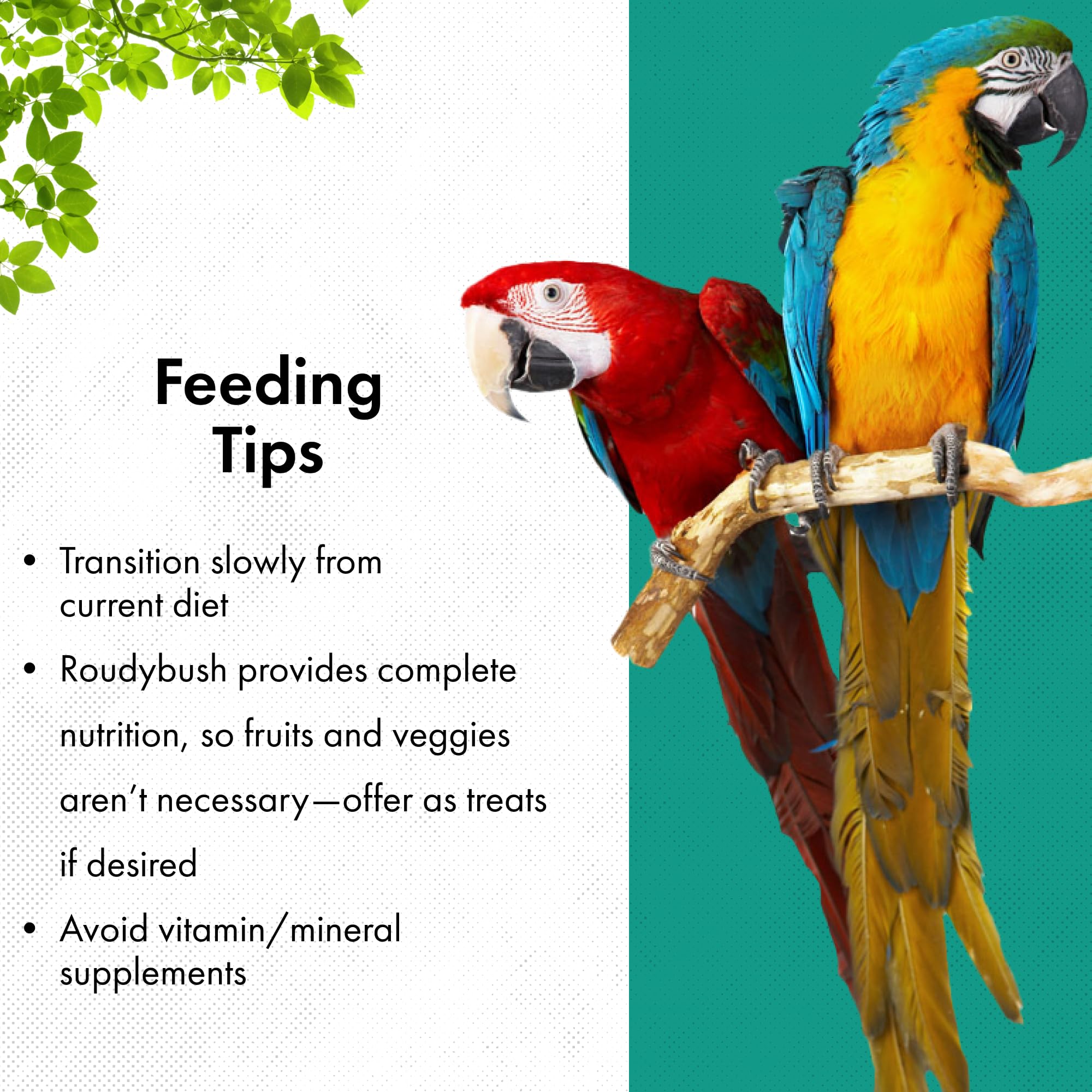 RoudyBush small parrot eating crumbles showcasing acceptance and softer texture benefit