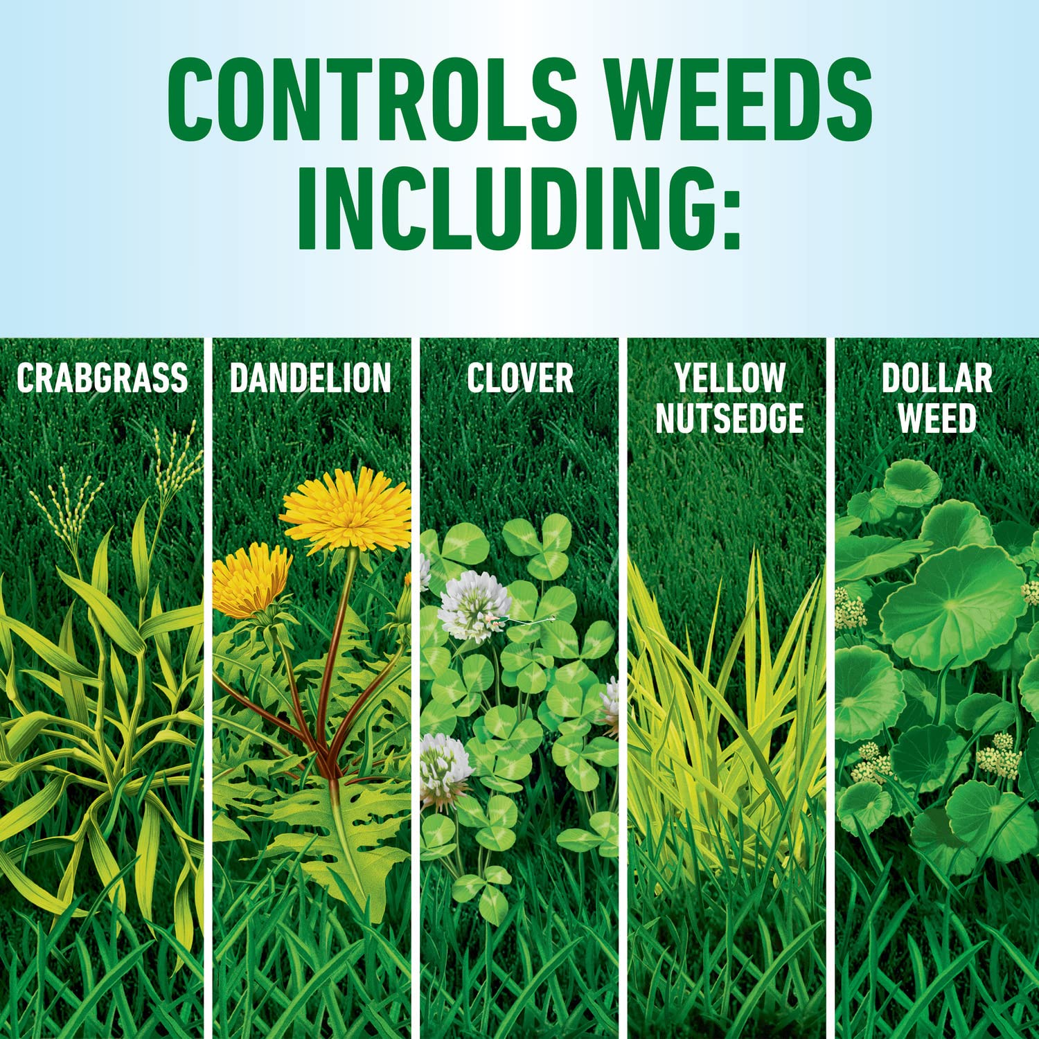 Application of Roundup brand on northern grass demonstrating targeted weed control