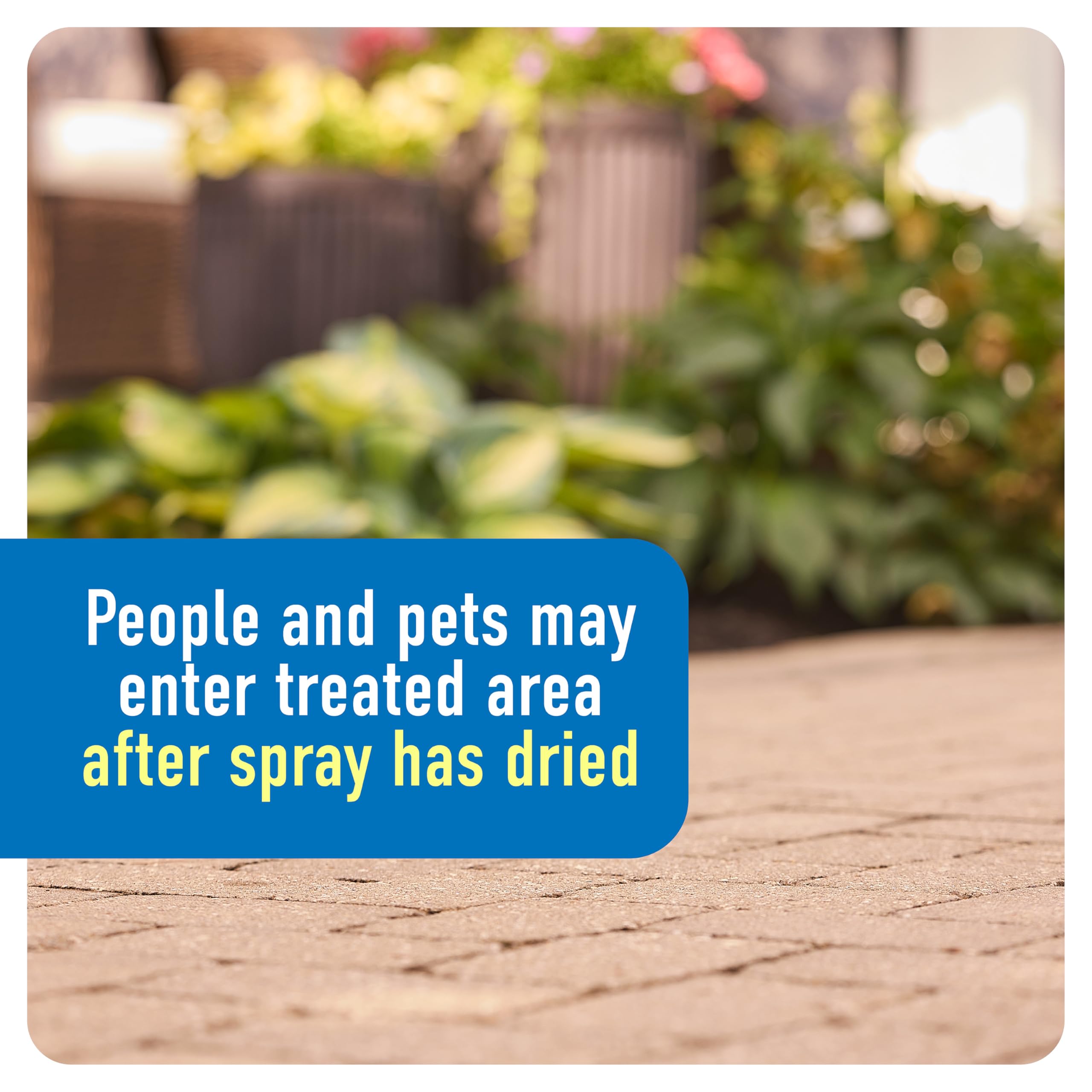Roundup application around a flower bed protecting plants when used correctly