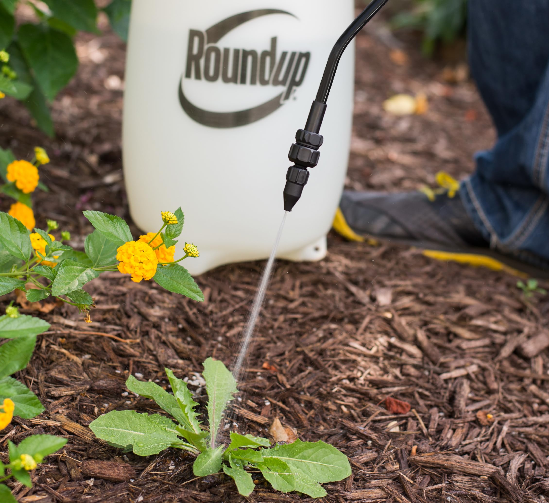Roundup 2-gallon sprayer next to a gallon jug for clear size comparison