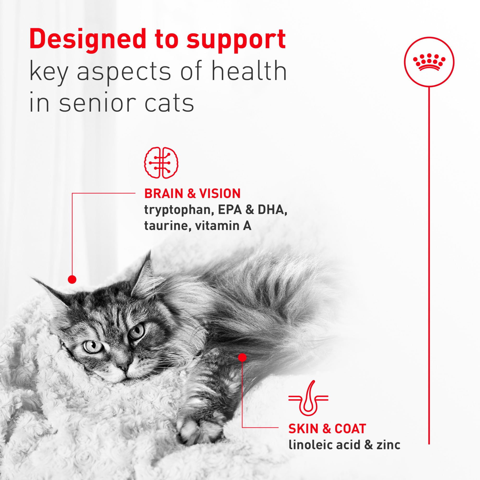 ROYAL CANIN senior cat eating from bowl demonstrating improved mealtime acceptance
