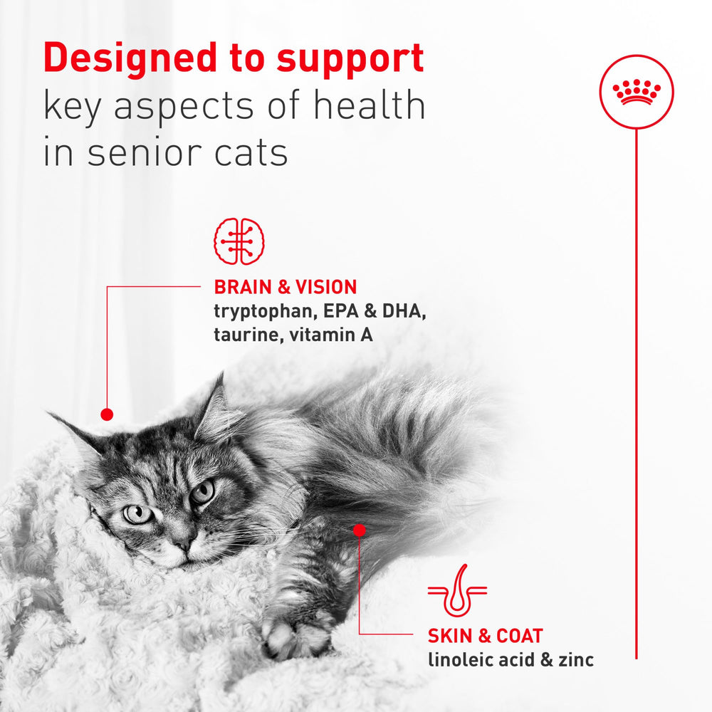ROYAL CANIN senior cat eating from bowl demonstrating improved mealtime acceptance
