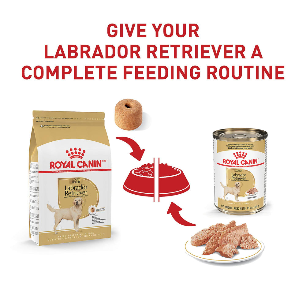 ROYAL CANIN Labrador eating from bowl demonstrating appetite engagement
