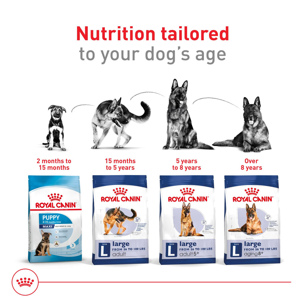 ROYAL CANIN large dog running outdoors showing support for an active lifestyle