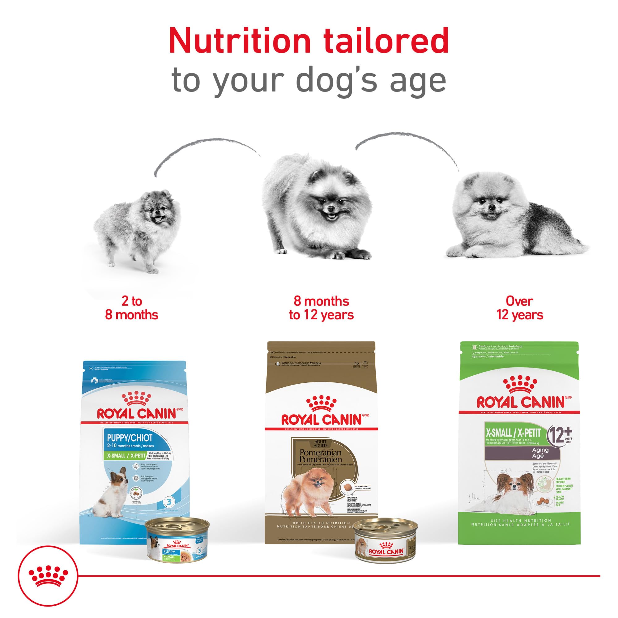 Royal Canin adult Pomeranian eating kibble illustrating palatability and appropriate size benefit