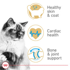 ROYAL CANIN detailed view of Ragdoll coat demonstrating shiny fur and improved manageability