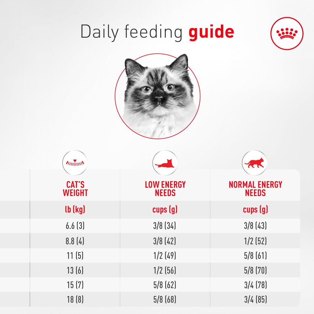 ROYAL CANIN Ragdoll cat relaxing on sofa illustrating calm temperament and satisfied appetite