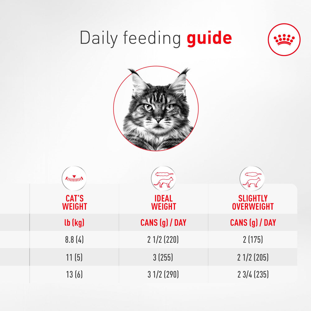 ROYAL CANIN senior cat resting contently after meal indicating sustained vitality benefit