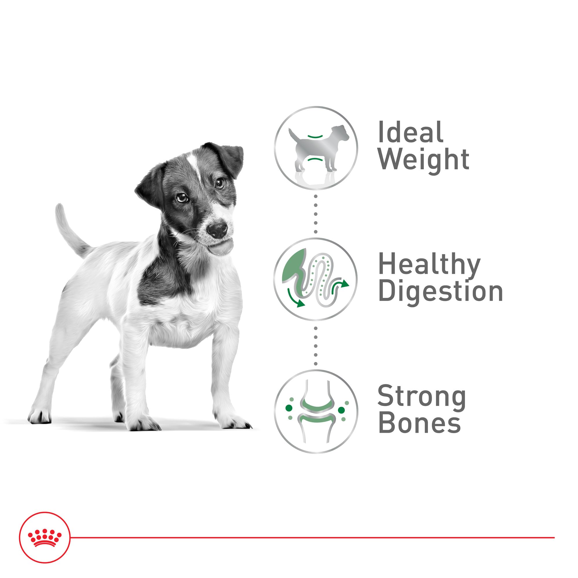 Royal Canin small-breed food in bowl ready to serve benefit