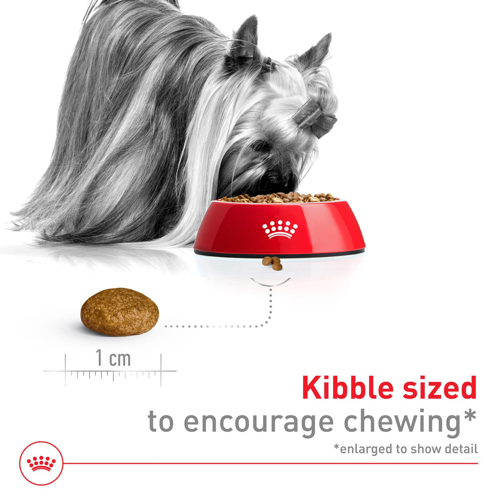 ROYAL CANIN dry food in bowl ready to serve for tiny dog appetites