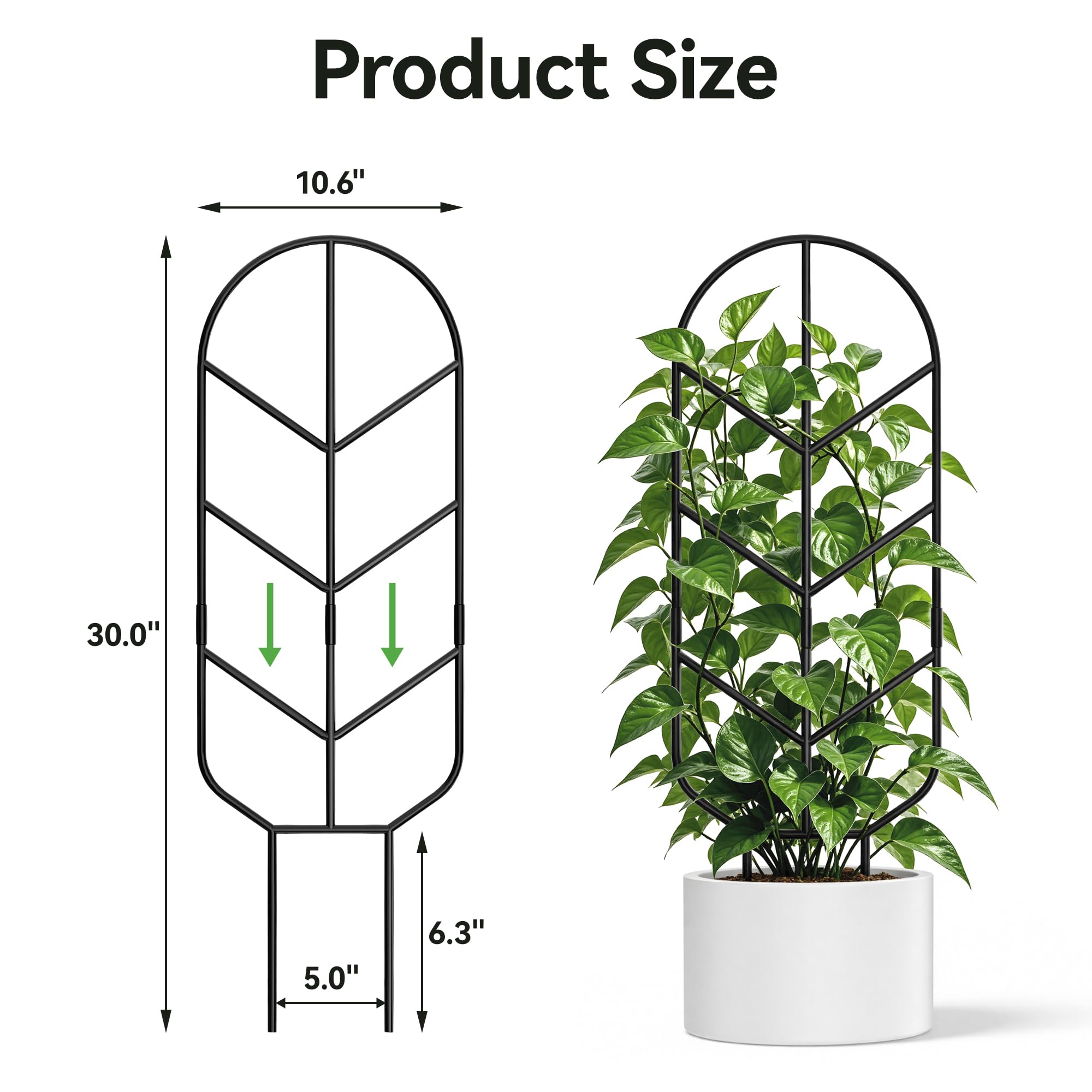 saffruff trellis beside ruler showing 30-inch height for medium plants