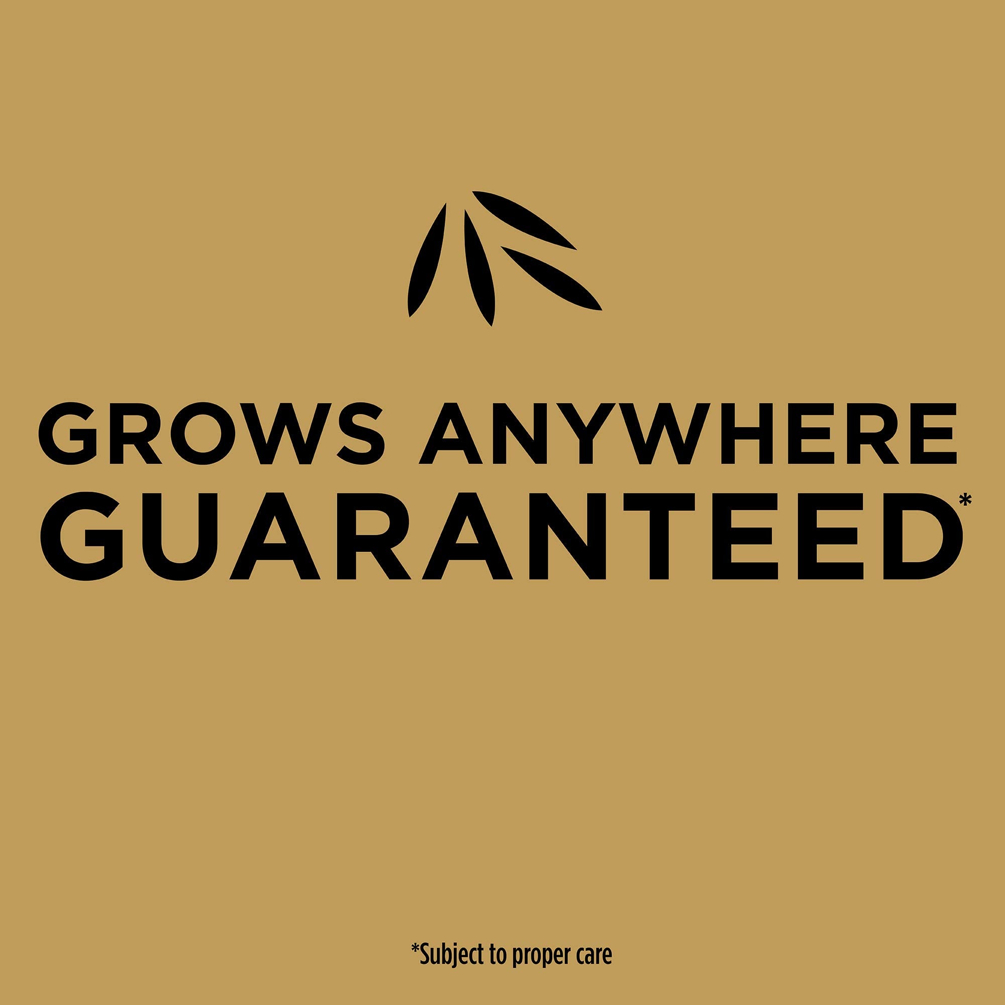Scotts EZ Seed coverage illustration showing up to 225 sq ft benefit