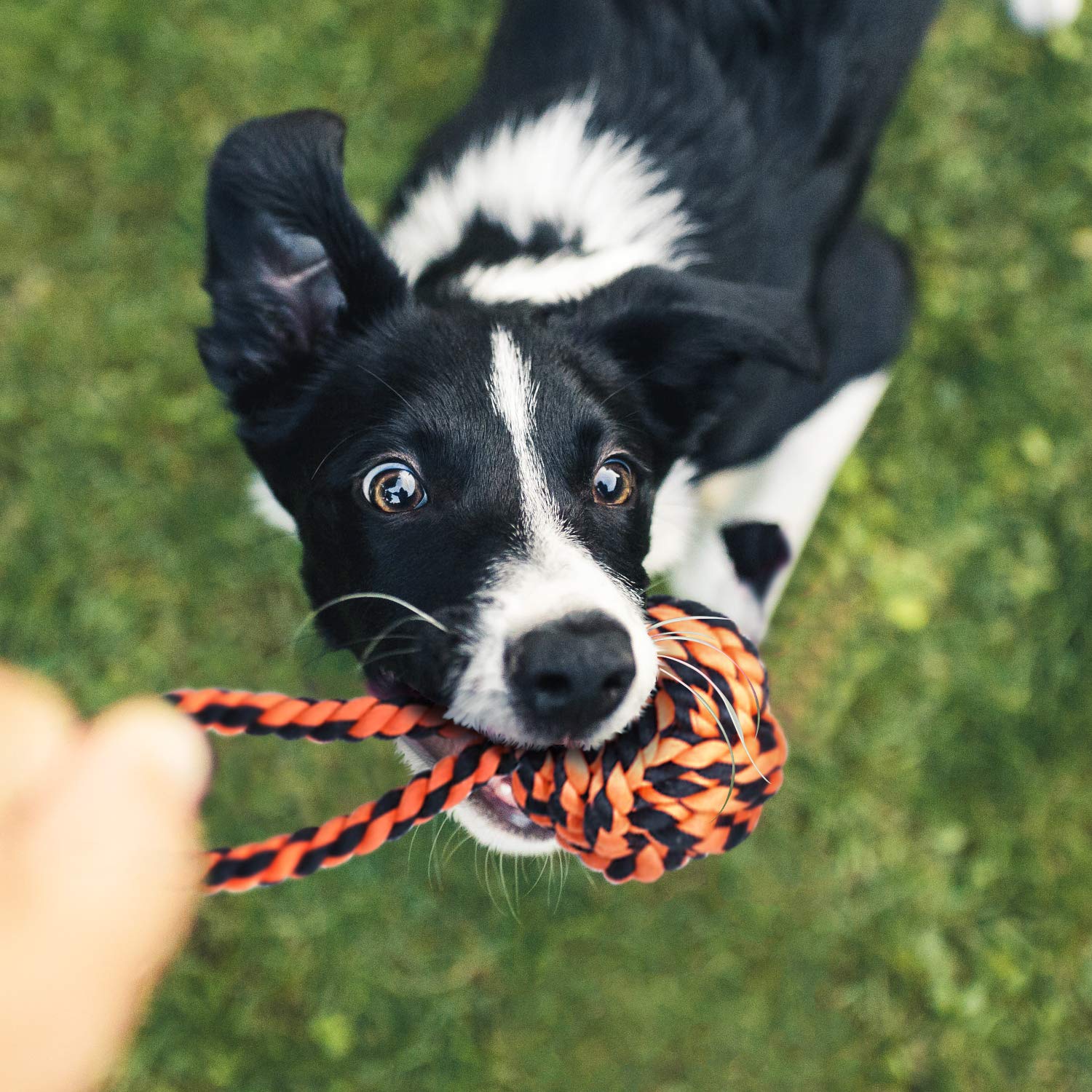 SHARLOVY dog tugging rope toy showing interactive play and strong construction