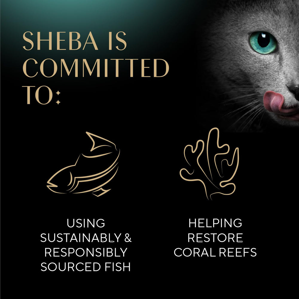 Sheba twelve-count trays arranged, convenient multipack for regular use