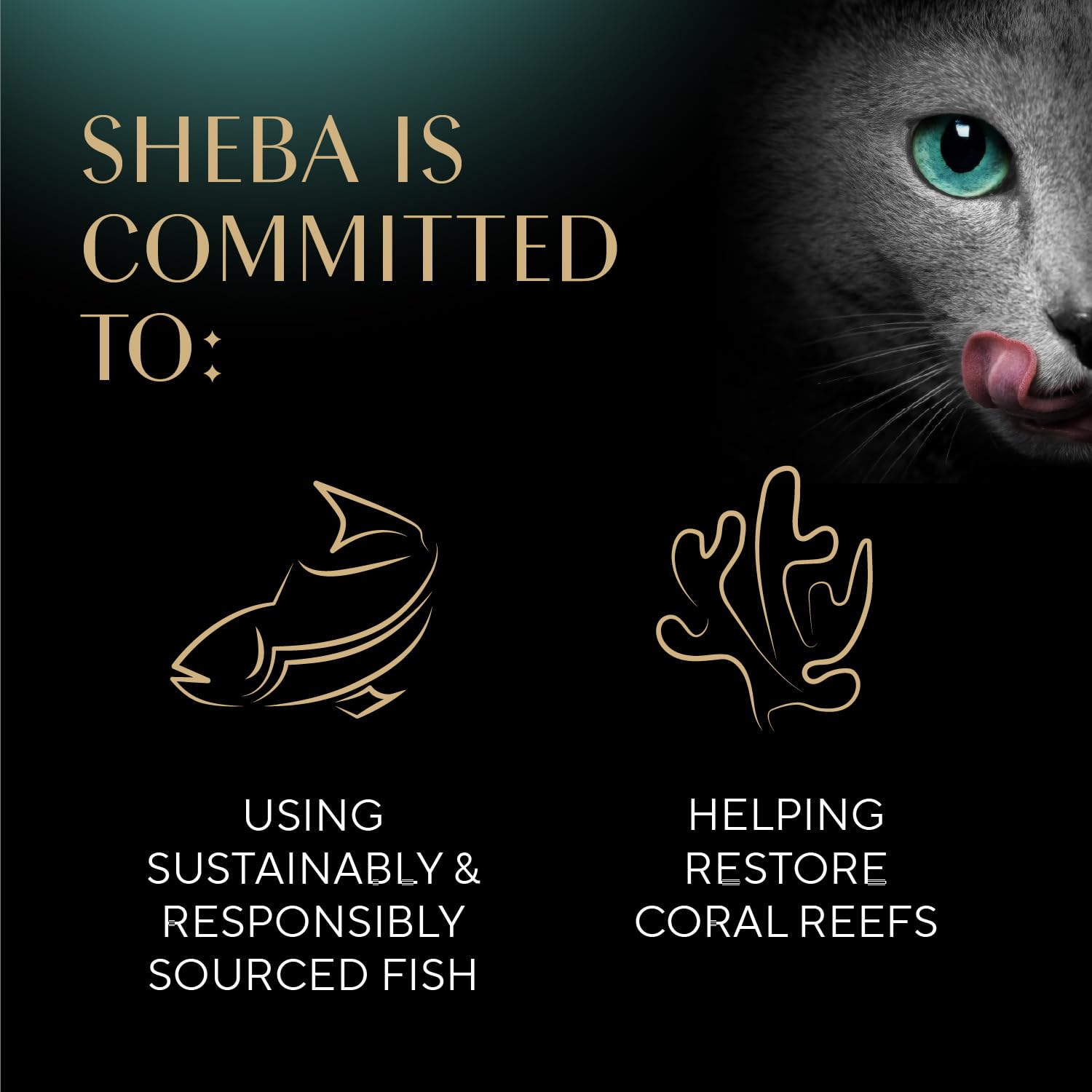 Sheba cat eating from bowl enjoying flavor and hydration benefit