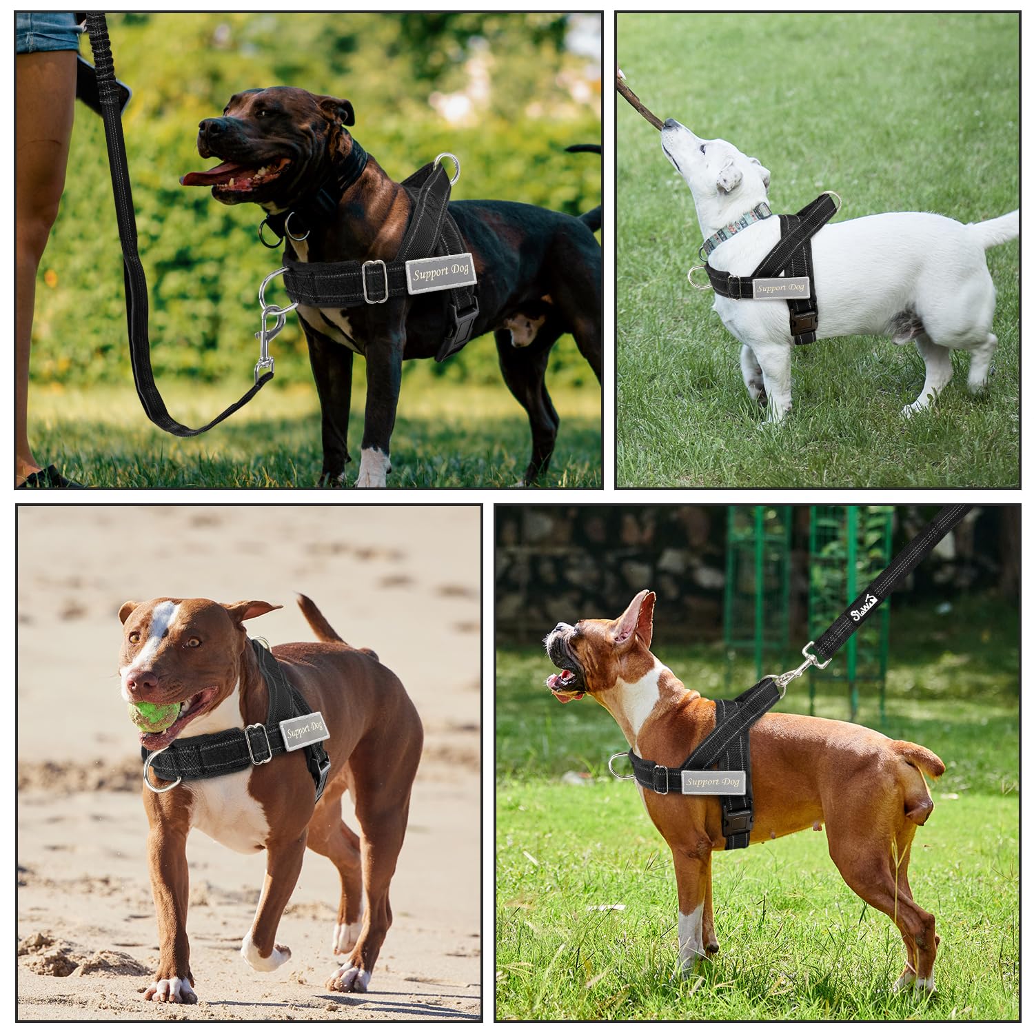SlowTon lifestyle image dog walking in city improving safety and control