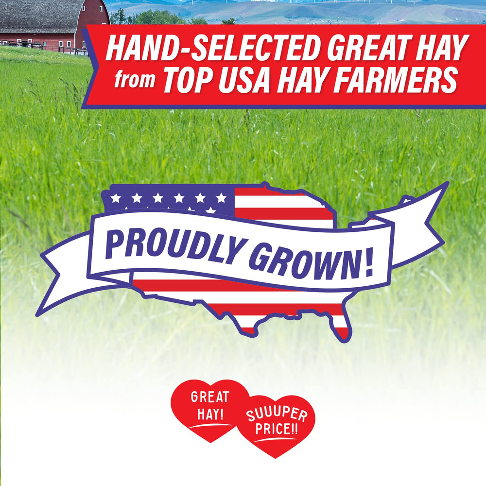 Small Pet Select hay in a rabbit feeder demonstrating easy access and dental health benefit