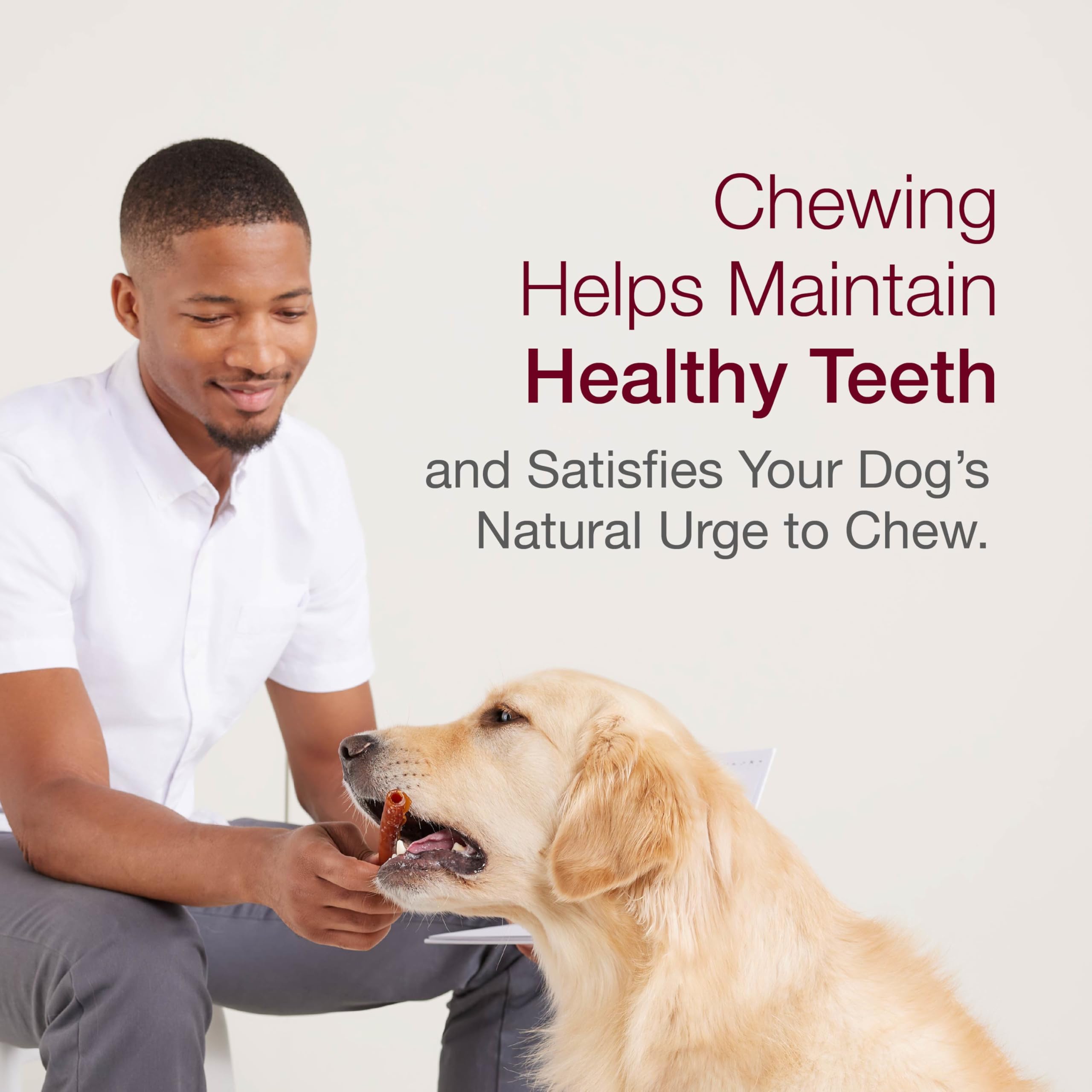 Dog enjoying SmartBones mini bone to satisfy chewing instinct