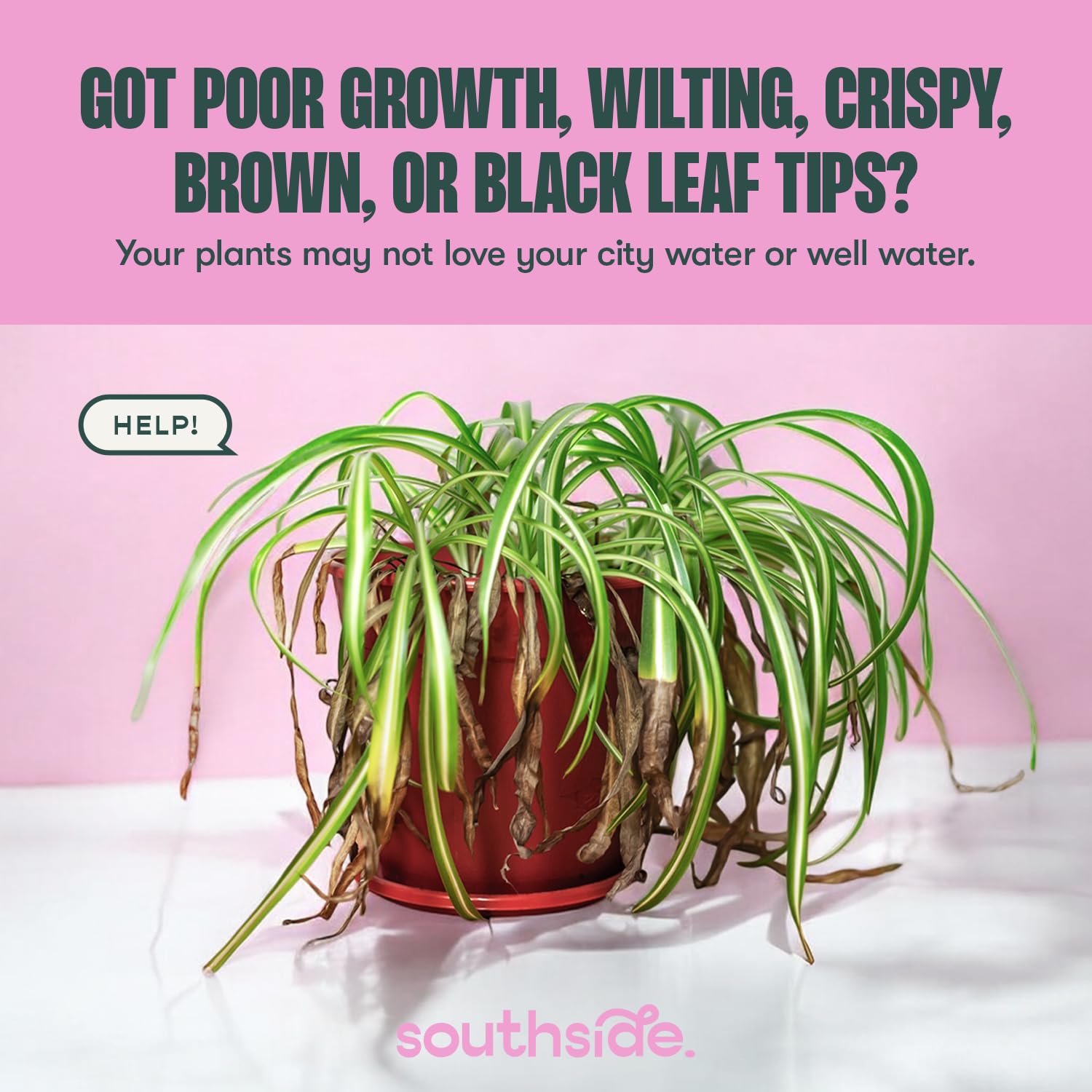 Southside Plants being added to watering can to protect houseplant roots