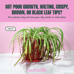 Southside Plants being added to watering can to protect houseplant roots