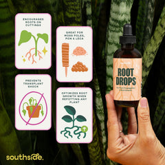 Southside Plants used in glass jar water propagation encouraging roots