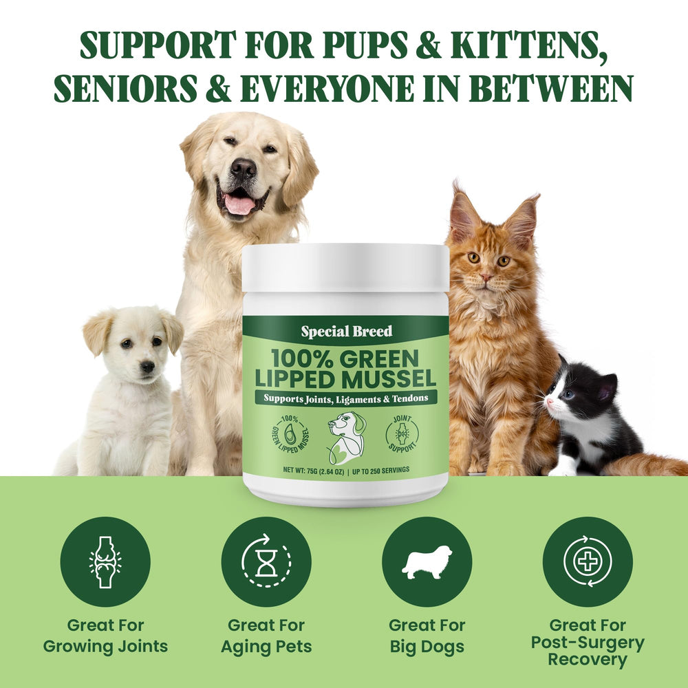 Special Breed powder mixed in wet food illustrating seamless meal integration