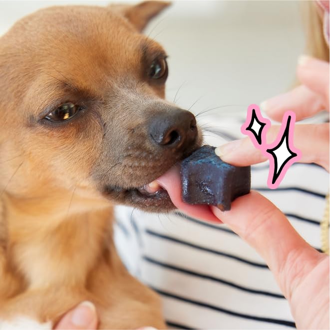 Spot & Tango chew offered to a small dog in home setting