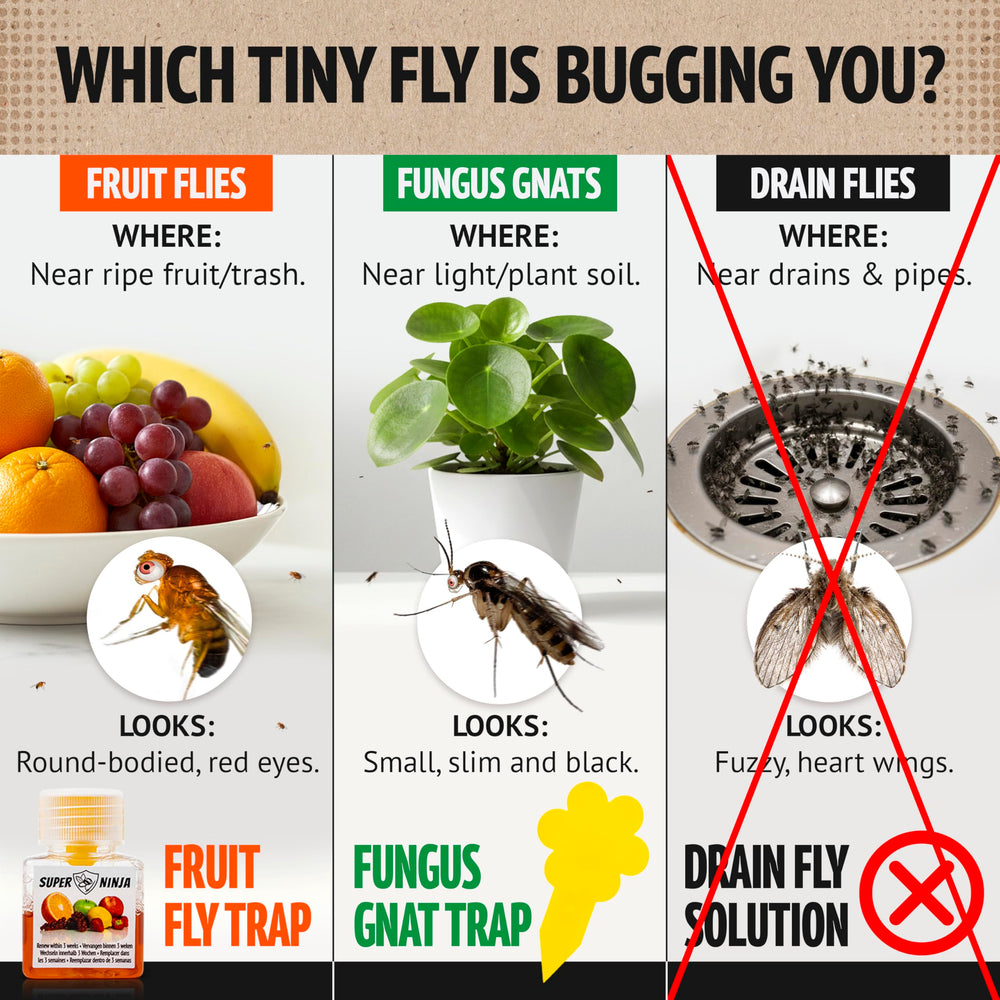 Close-up of Super Ninja natural liquid bait that attracts fruit flies quickly