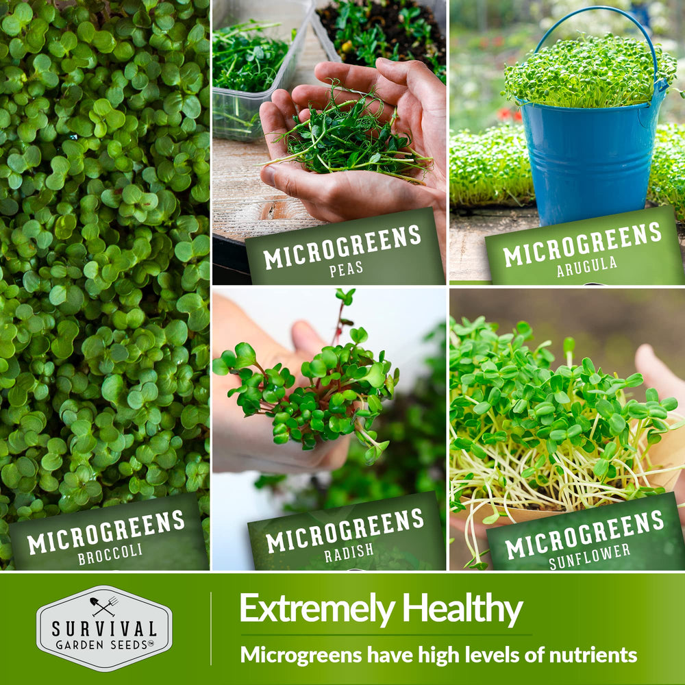 SURVIVAL GARDEN SEEDS harvest-ready microgreens on cutting board for fresh use benefits