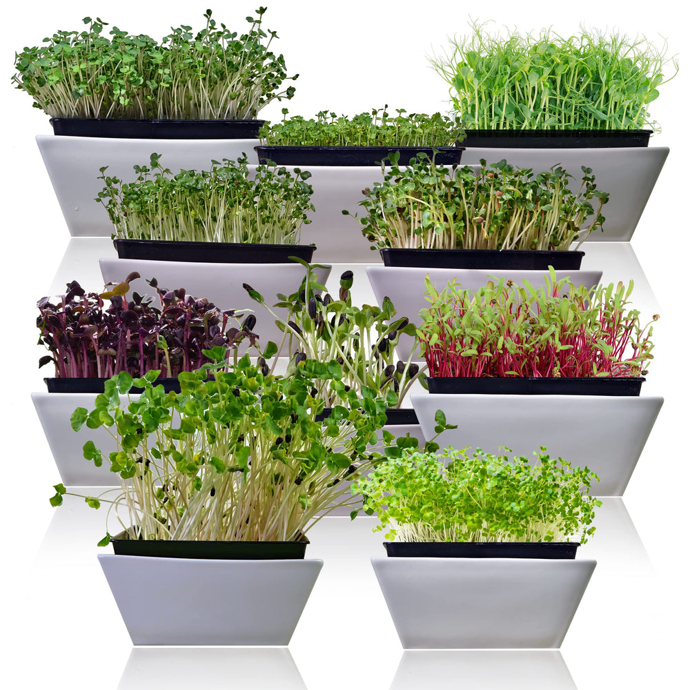 SURVIVAL GARDEN SEEDS microgreen tray beside ruler showing compact size advantage