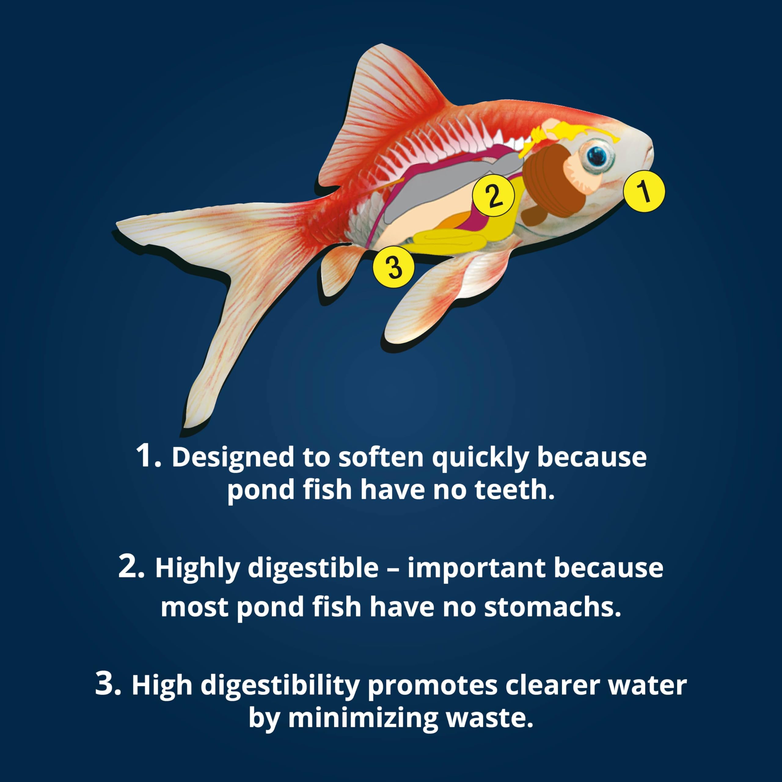 Tetra feeding scene in backyard pond showing routine ease benefit