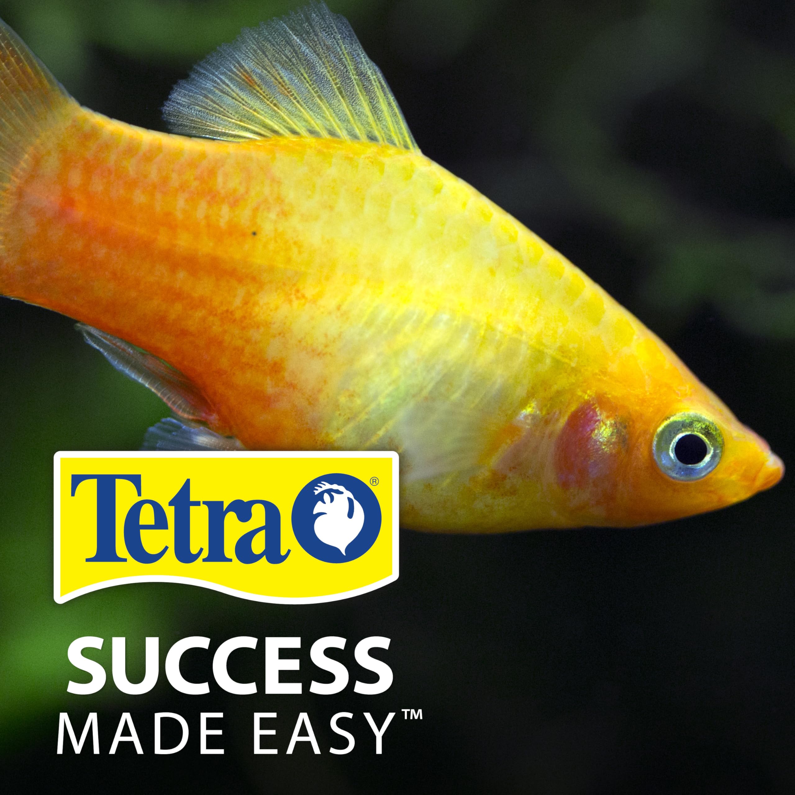 TetraPro lifestyle aquarium with colorful fish fed the crisps