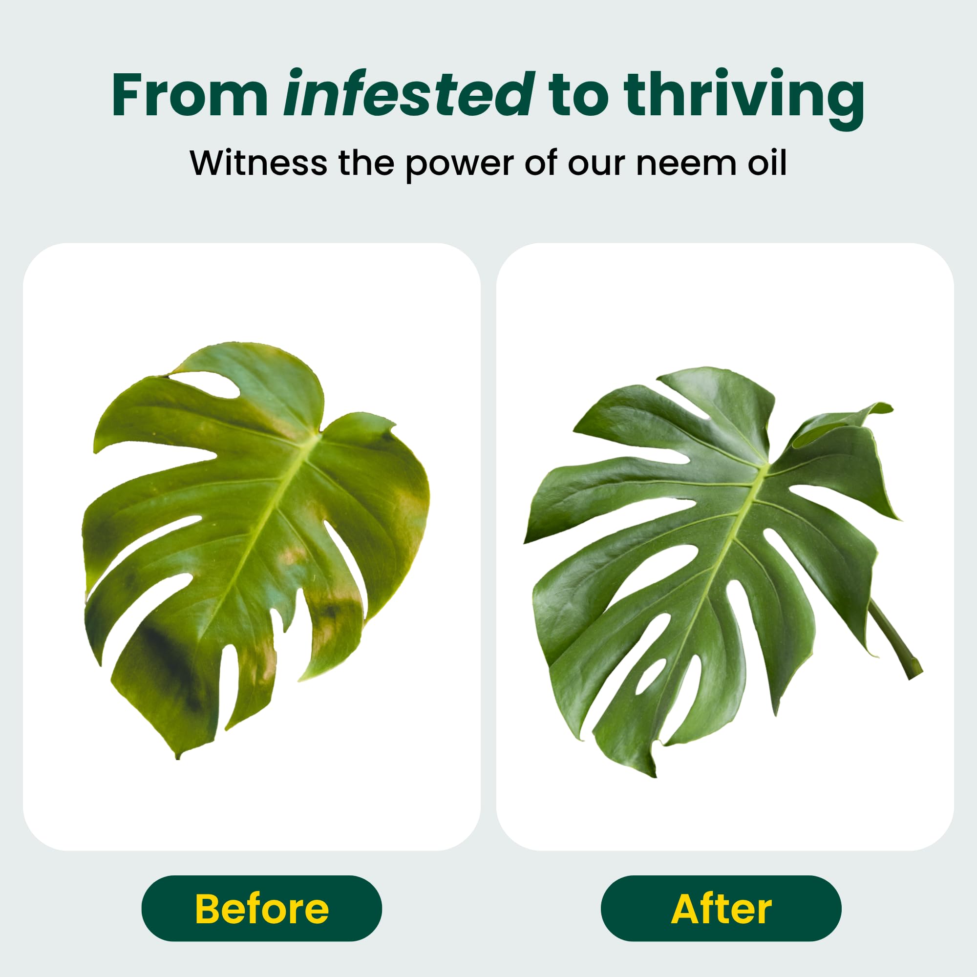 The Green Alcove leaf shine before and after demonstrating improved foliage appearance
