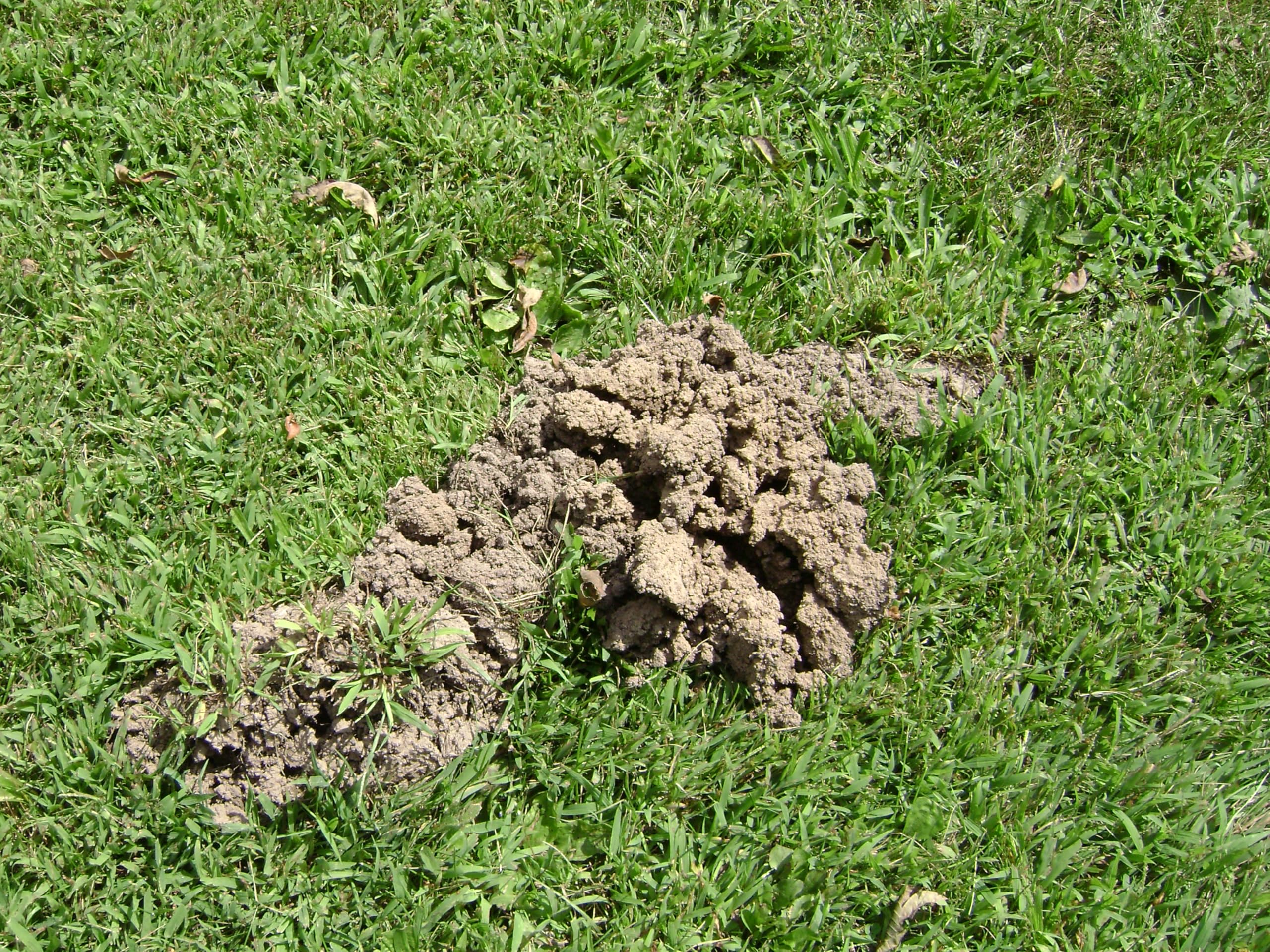 Tomcat bait in resealed runway with soil covered showing reduced exposure to pets and wildlife