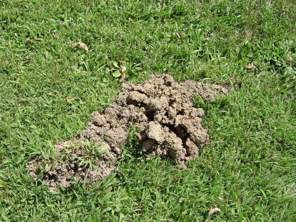 Tomcat bait in resealed runway with soil covered showing reduced exposure to pets and wildlife