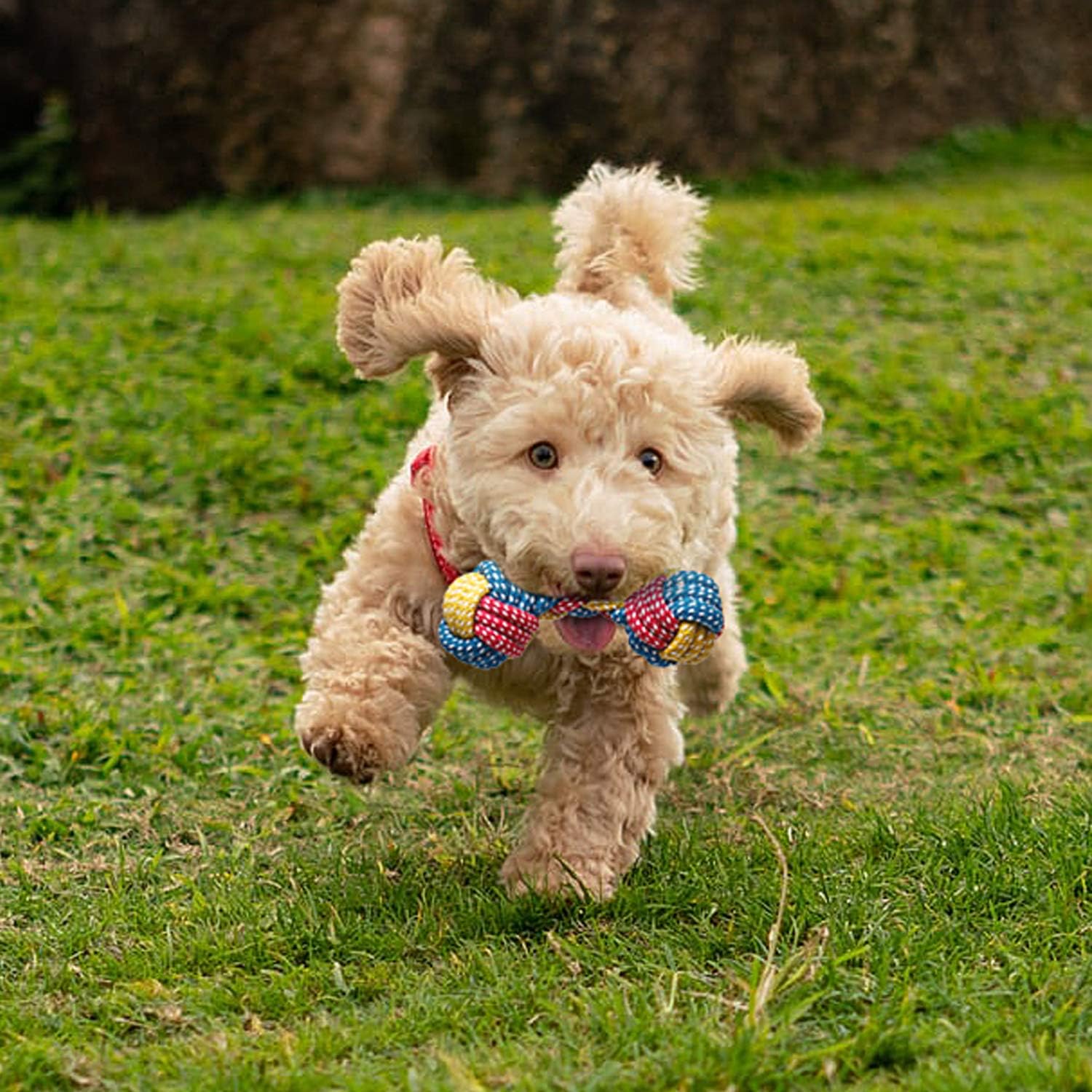 Toozey rope tugging between two small dogs encouraging active exercise