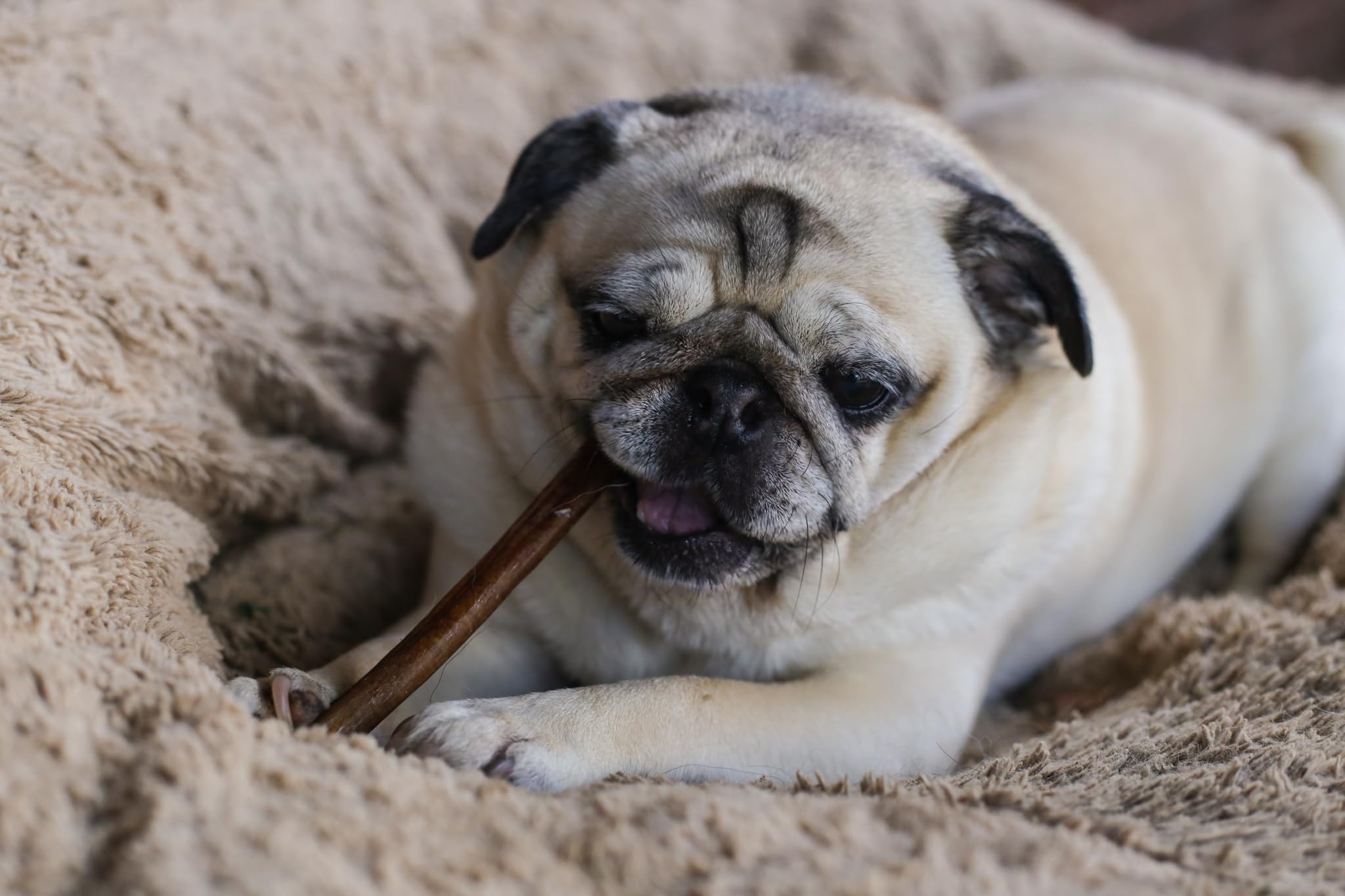 Top Dog Chews lifestyle pet owner outdoors offering a bully stick